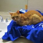 Wildlife Center of Virginia Urges Owners to Keep Cats Indoors