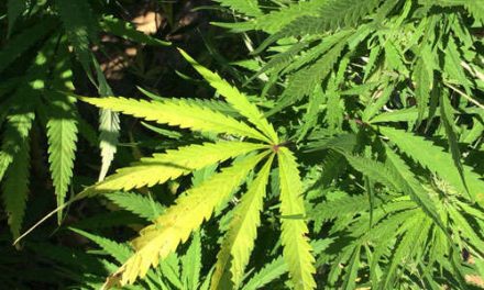 House backs bill for legal marijuana sales; Youngkin opposes idea