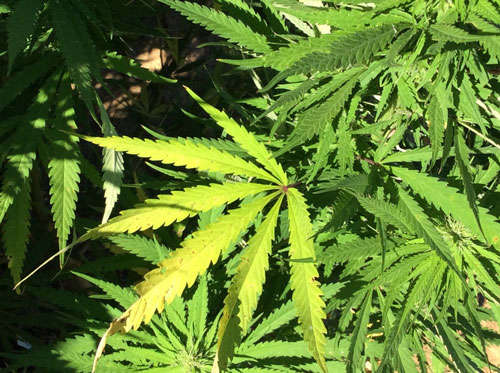Legislation allowing recreational marijuana sales in Virginia heads to GOP Gov. Glenn Youngkin