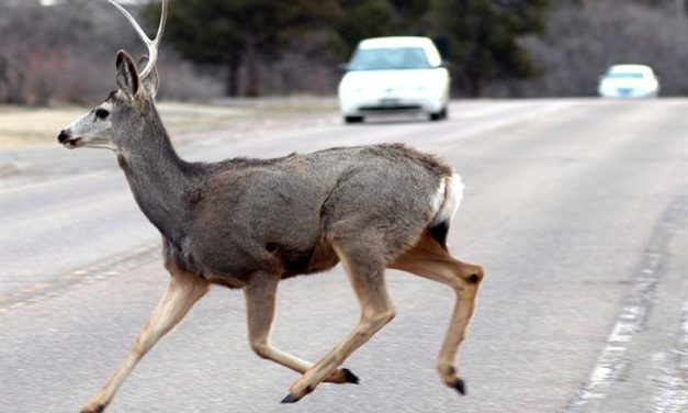 More than 6,100 collisions involving deer in Virginia last year