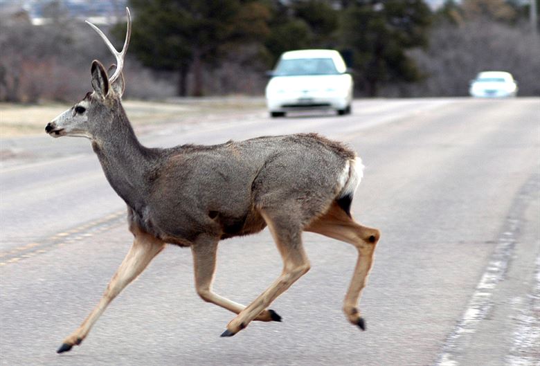 More than 6,100 collisions involving deer in Virginia last year