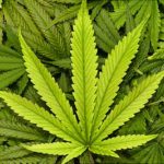 Virginia hemp businesses sue Spanberger in hopes of blocking new law