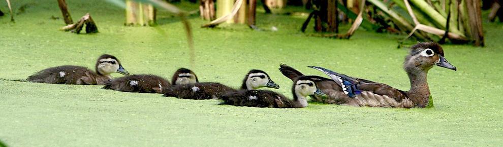 3 Virginia residents fined in illegal duck-hunting operation