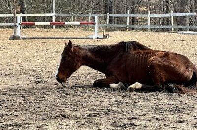 Goochland horse farm owner gets 100 days for animal cruelty