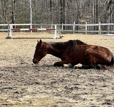 Goochland horse farm owner gets 100 days for animal cruelty