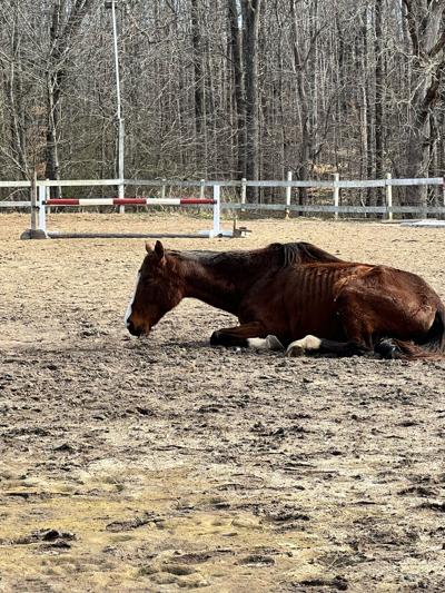 Goochland horse farm owner gets 100 days for animal cruelty