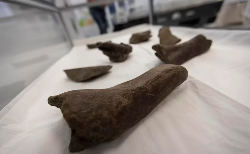 Mastodon bones unearthed at Hampton Roads Bridge-Tunnel construction site