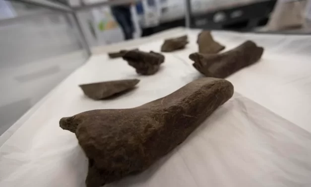 Mastodon bones unearthed at Hampton Roads Bridge-Tunnel construction site