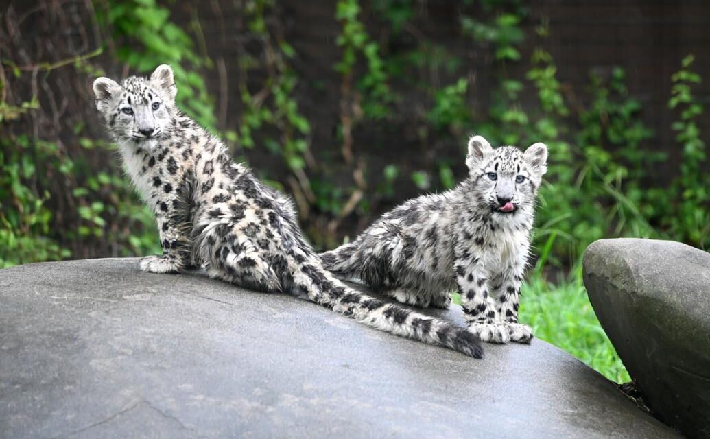 Meet the 2 new snow leopard cubs born at Metro Richmond Zoo