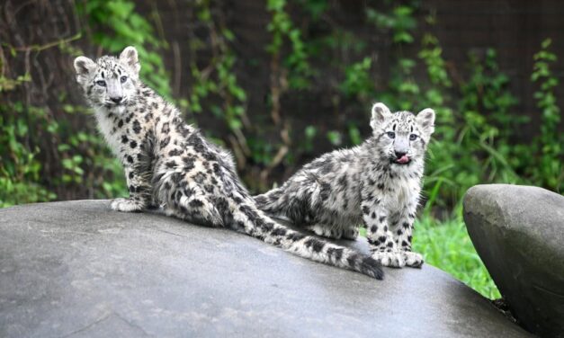 Meet the 2 new snow leopard cubs born at Metro Richmond Zoo