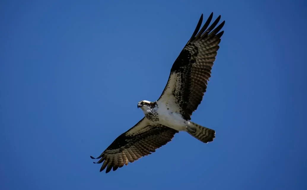 Report: Baby ospreys are starving along Chesapeake Bay; here’s why