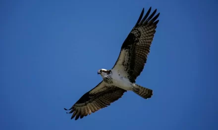 Report: Baby ospreys are starving along Chesapeake Bay; here’s why