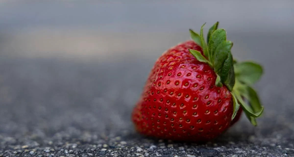 Strawberry disease could threaten Virginia’s spring harvest