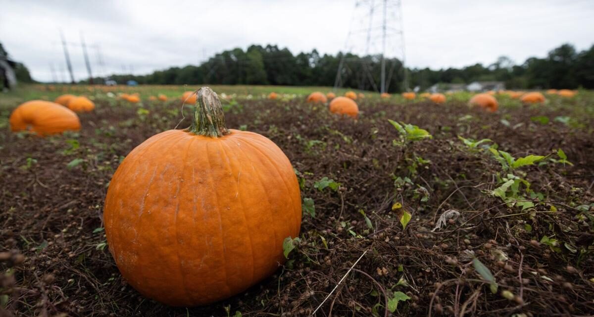 Local farmers say summer drought ‘a blessing’ for pumpkin season