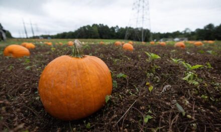 Local farmers say summer drought ‘a blessing’ for pumpkin season