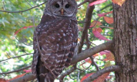 Explore a Virginia State Park and Opt Outside on Thanksgiving weekend