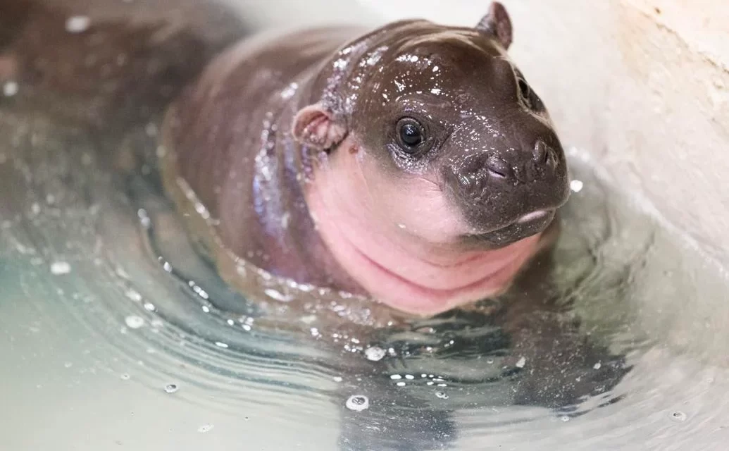 The name of the new baby pygmy hippo at the Metro Richmond Zoo is…