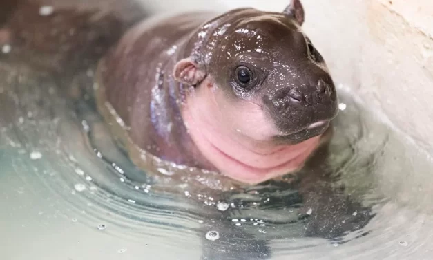 Pygmy hippo livestream at Metro Richmond Zoo