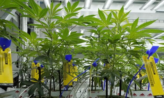 Bills to establish legal market for cannabis head to Youngkin