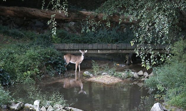 Over 200,000 deer, 2,700 black bears harvested in Va. this season