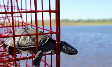 Watermen object to cost of effort to save terrapins from crab pots