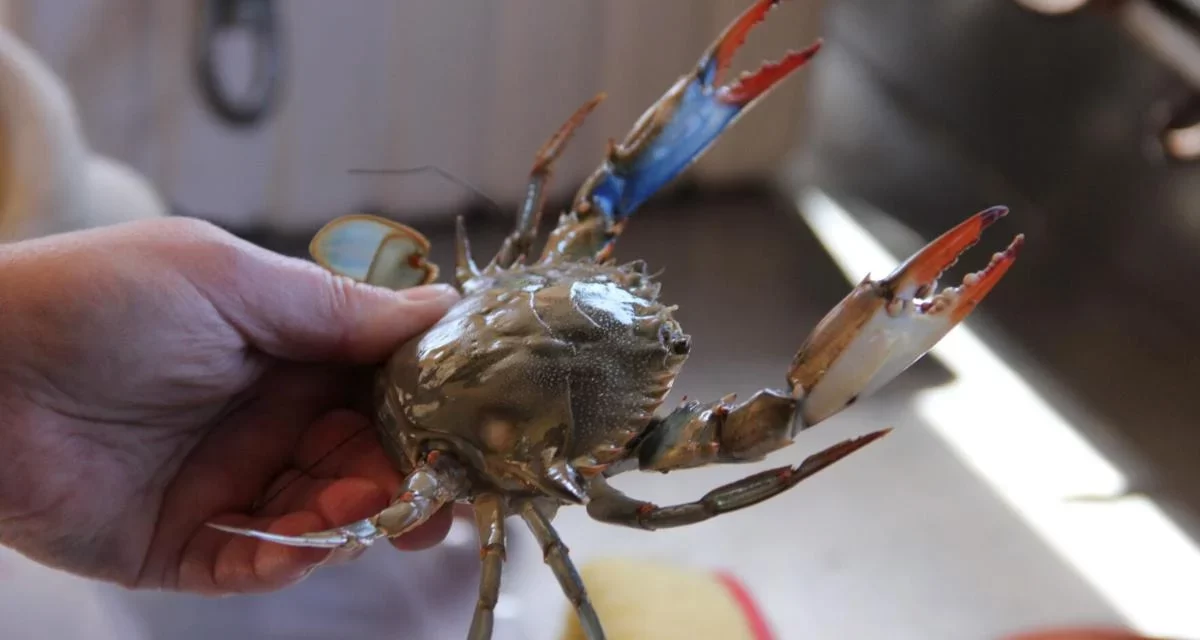 Chesapeake Bay crab numbers drop again