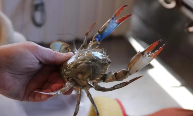 Chesapeake Bay crab numbers drop again