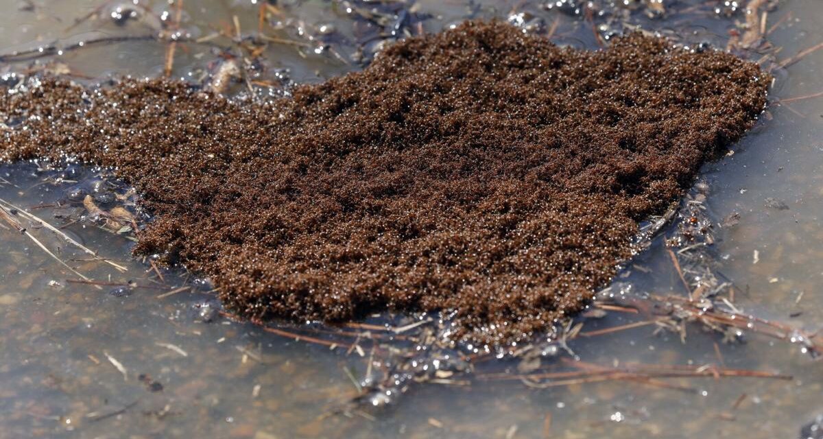 Fire ants invade Chesterfield and surrounding areas