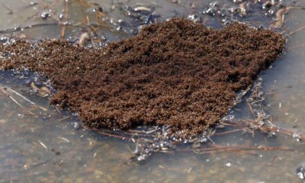 Fire ants invade Chesterfield and surrounding areas