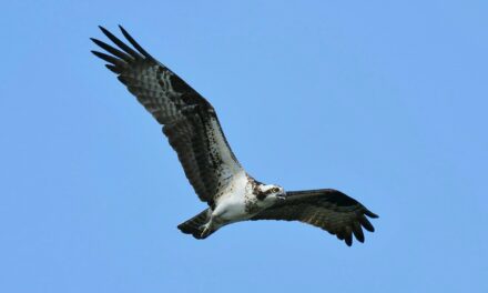 Osprey population ‘near complete collapse’ on the Eastern Shore, scientists report