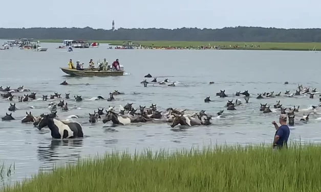 Thousands watch Chincoteague wild ponies complete 100th annual swim in Virginia