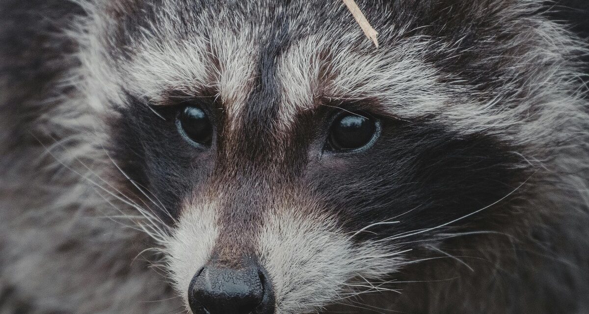 Raccoon Tests Positive for Rabies Virus in Three Rivers Health District