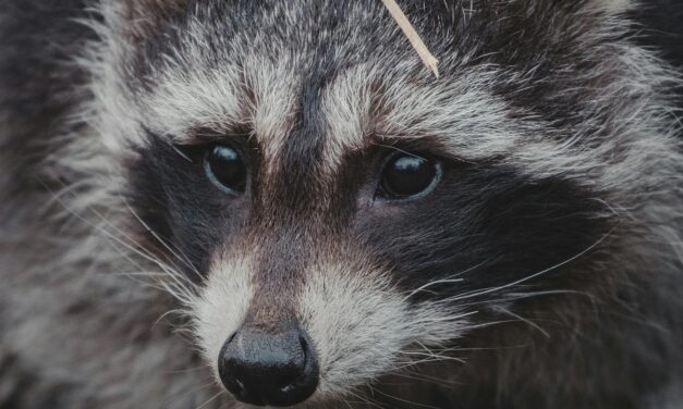 Raccoon Tests Positive for Rabies Virus in Three Rivers Health District