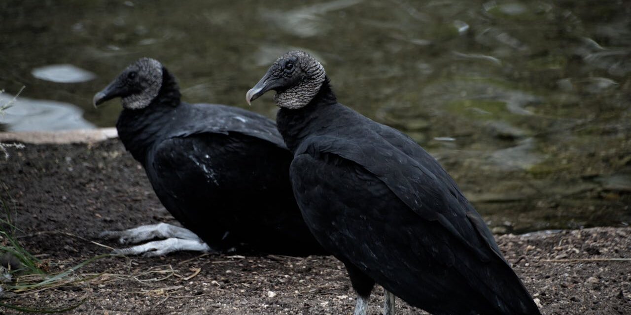14 vulture deaths since July suspected to be bird flu
