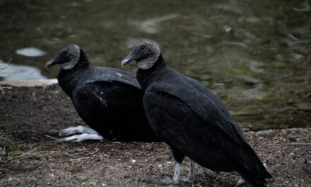 14 vulture deaths since July suspected to be bird flu