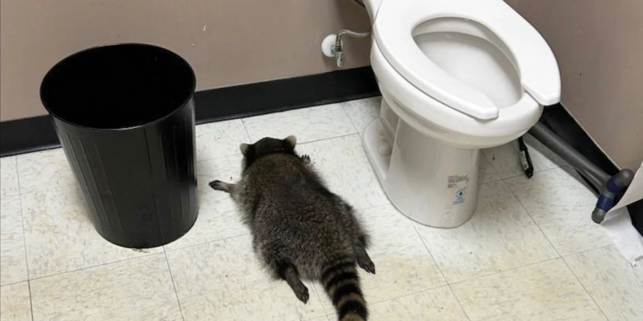 Raccoon goes on drunken rampage in Virginia liquor store and passes out on bathroom floor