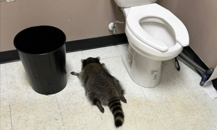Raccoon goes on drunken rampage in Virginia liquor store and passes out on bathroom floor