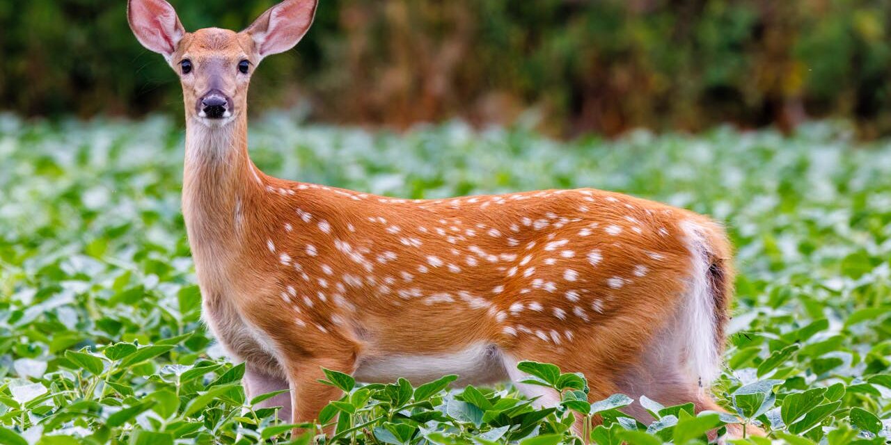 Department of Wildlife Resources warns residents not to feed deer