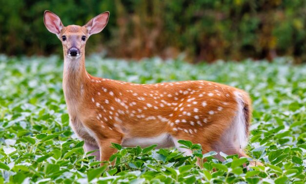Department of Wildlife Resources warns residents not to feed deer