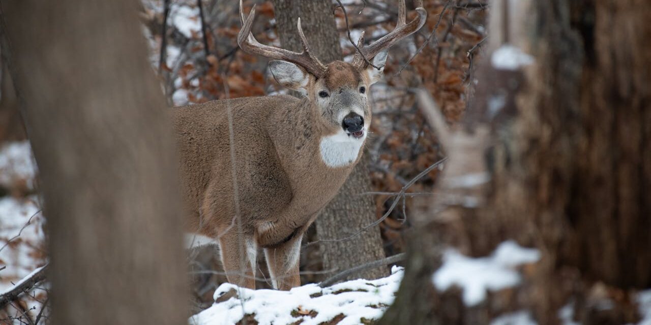 Virginia deer harvest up, bear and turkey decline from last season, state reports