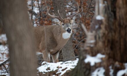 Virginia deer harvest up, bear and turkey decline from last season, state reports