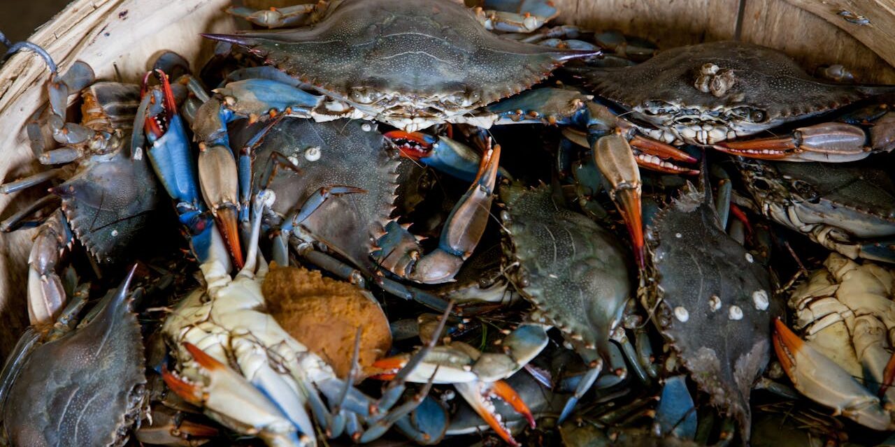 Chesapeake Bay crab numbers up, but concerns remain