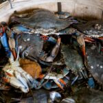 Study shows long-term decline in Chesapeake Bay blue crabs