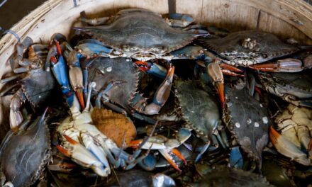 Chesapeake Bay crab numbers up, but concerns remain
