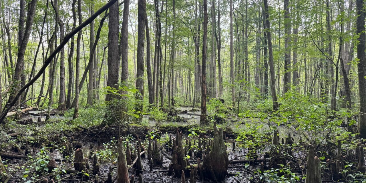 Virginia Land Conservation Foundation opens new grant rounds