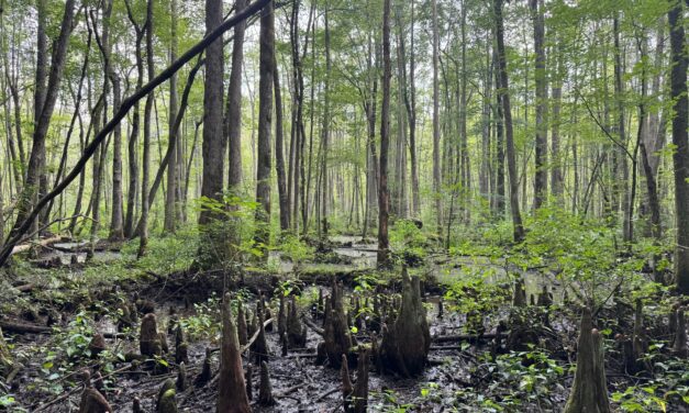 Virginia Land Conservation Foundation opens new grant rounds