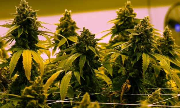 Virginia to allow recreational marijuana to be sold in retail stores beginning in 2027